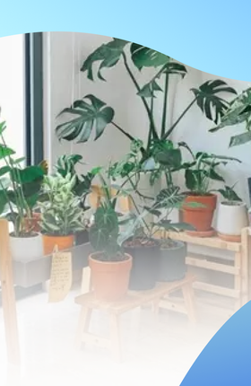 Какие домашние растения требуют минимального ухода