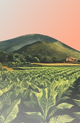 Как цветет табак