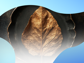 Стики или сигареты: в чем разница и что вреднее