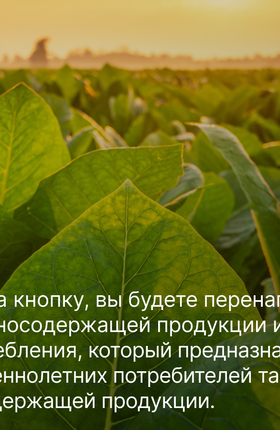 От фермера до фабрики: как выращивают и обрабатывают табак
