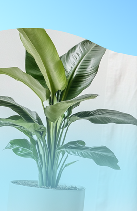 Plant Parents: пять мобильных приложений по уходу за растениями