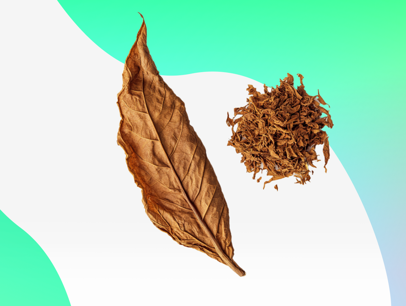 Махорка: история, виды и отличия от табака - yourchoice.ru