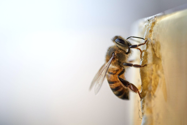 В Красноярском крае погибли 20 миллионов пчел