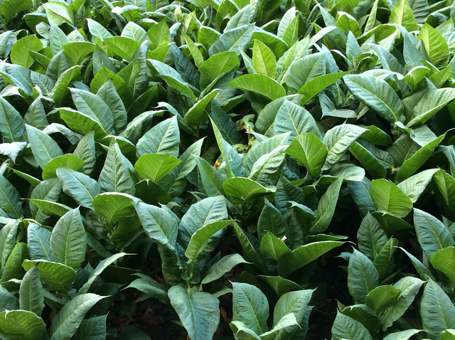 Табак: выращивание и уход
