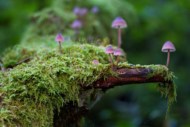 Охота на мицелий: краткий гид для тех, кто хочет изучать грибы