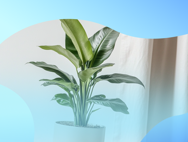 Plant Parents: пять мобильных приложений по уходу за растениями